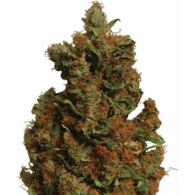 Nirvana Orange Bud semena neobsahují THC 10 ks