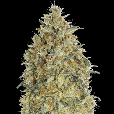 Advanced Seeds Auto Gorilla Blue semienka neobsahujú THC 100 ks