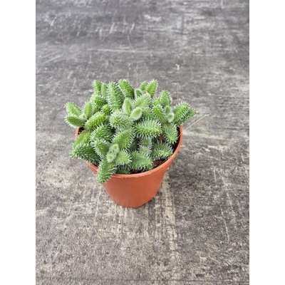 Delosperma Echinatum mini