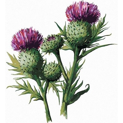 Zuty Maľovanie Podľa Čísel Bodliak S Kvetom Alexandria Gilbert 40 x 50 Cm Plátno