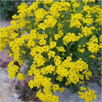 Tařice skalní Gold Dust - Alyssum saxatile - semena tařice - 150 ks