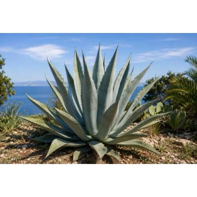 Agáva americká (Agave americana) - výška 20-30 cm, kont. C3L (-10°C)