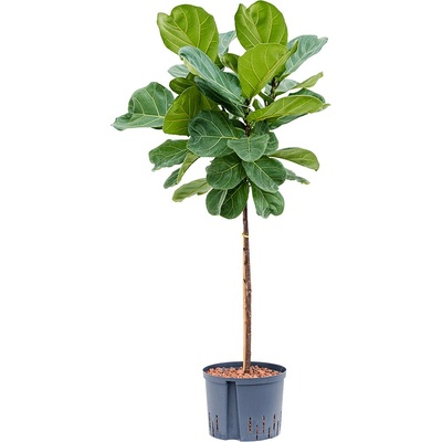 Ficus lyrata stem 25/19 v.130 cm