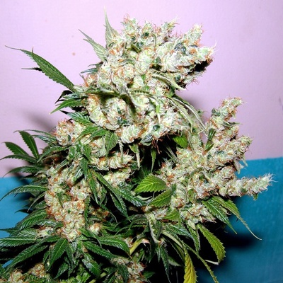 Soma Seeds N.Y.C. Diesel semena neobsahují THC 5 ks