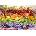 Schmidt Spiele - Puzzle Fruit cocktail - 1 000 piese