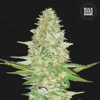 Bulk Seed Bank Perfect Power Plant semena neobsahují THC 10 ks