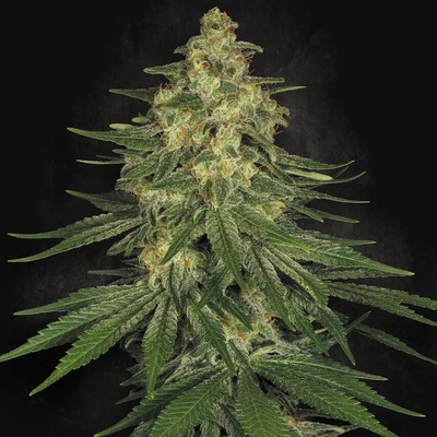 Paradise Seeds Allkush semena neobsahují THC 10 ks