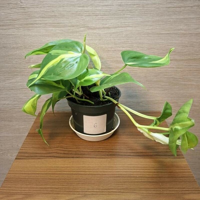 Philodendron Brasil č6