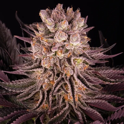 Barney's Farm Mimosa x Orange Punch semena neobsahují THC 3 ks