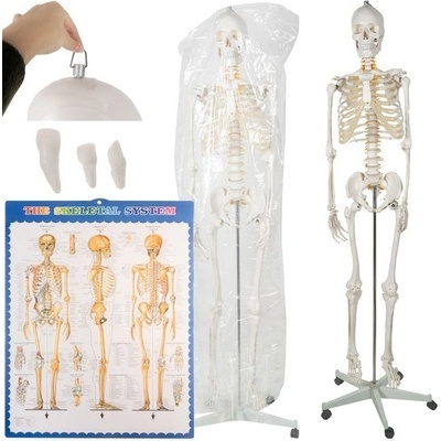 Anatomický model kostry 1:1 170 cm Malatec 22583