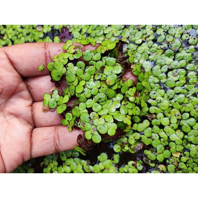Spirodela polyrrhiza 7 cm – Zboží Dáma