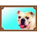 Ostatní pomůcky pro psy Dafiko Barevná cedulka Pozor pes - Buldog anglický