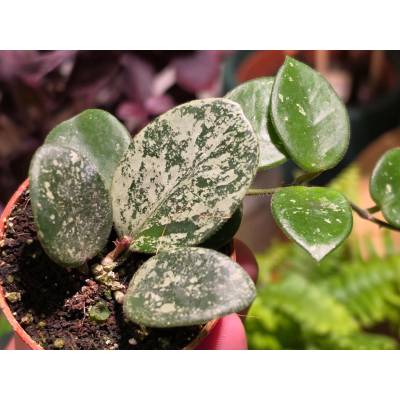 PlantBros flower Hoya Mathilde Splash