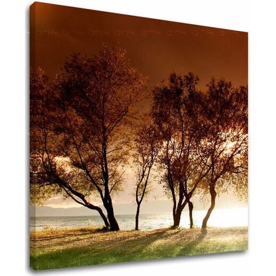 Obraz na stěnu STROMY - 60x60 cm