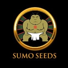 Sumo Seeds White Widow Original semena neobsahují THC 1 ks