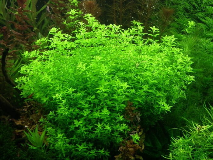 Micranthemum micranthemoides