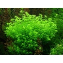 Micranthemum micranthemoides