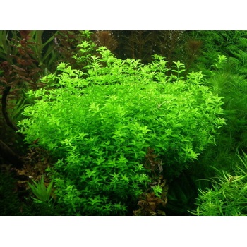 Micranthemum micranthemoides
