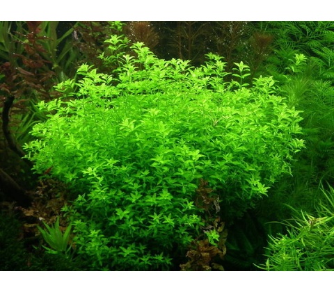 Micranthemum micranthemoides