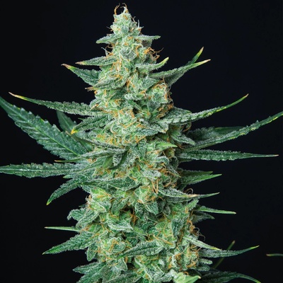 Buddha Seeds Vesta AUTO semena neobsahují THC 5 ks