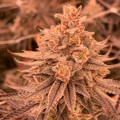 R-Kiem Seeds Dullbutter semienka neobsahujú THC 3 ks