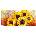 Norimpex - Puzzle Diamant painting: Beautiful sunflowers 80x40 cm - 1 - 39 piese