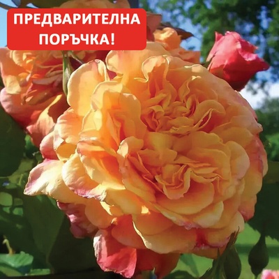 Kordes® Роза Aloha® - Kordes®