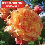 Kordes® Роза Aloha® - Kordes®