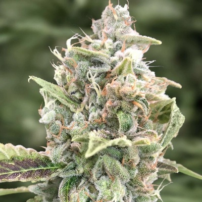 High Speed Buds Grateful Dead AUTO semena neobsahují THC 3 ks