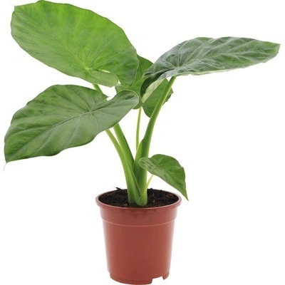 Alokázie FloraSelf Alocasia macrorrhiza výška 60-70 cm květináč Ø 17 cm