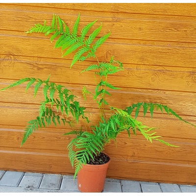 Dicksonia antarctica - veľkosť 50+cm
