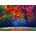 Grafika Art Puzzle - Puzzle Autumn forest IV - 500 piese
