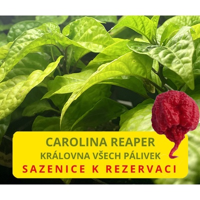 CHILLIMAT Chilli sazenice Carolina Reaper 1ks