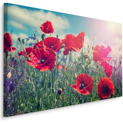 Plátno Vlčí Máky Na Slunci II. Varianta: 30x20