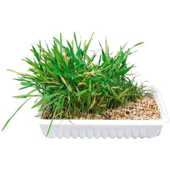 TRIXIE Cat Grass - Трева за котки в купичка 100 гр