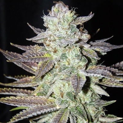 The Cali Connection LA Cookies semienka neobsahujú THC 6 ks