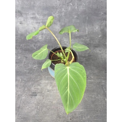 Philodendron Gloriosum 12 cm