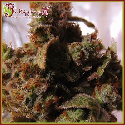 Dr. Krippling Seeds Mind Can'trol semena neobsahují THC 10 ks