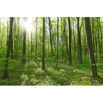 DIMEX ART s. r. o Флизелинов фототапет дълба гора 375 x 250 см