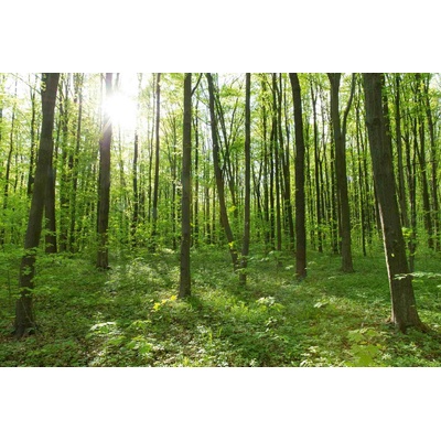 DIMEX ART Флизелинов фототапет дълба гора 375 x 250 см