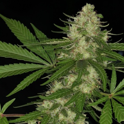 Ace Seeds Congo semienka neobsahujú THC 5 ks