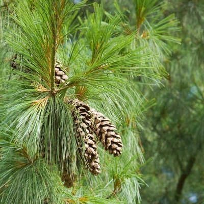 Borovica himalájska - Pinus wallichiana - semená borovice - 5 ks