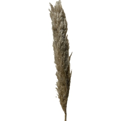 Sušená tráva, Pampas big natural 140-160 cm