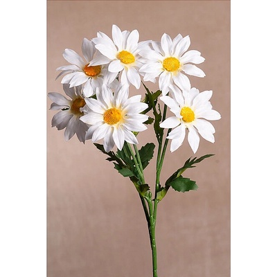 GAZÁNIA BIELA trs 60 cm
