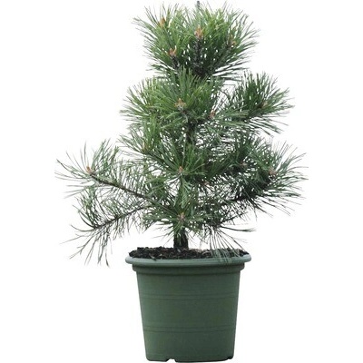 Borovica horská Botanico Pinus mugo 'Gnom' výška 30-40 cm kvetináč 3 l