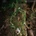 Pharmakon - MAGGOT MASS CD