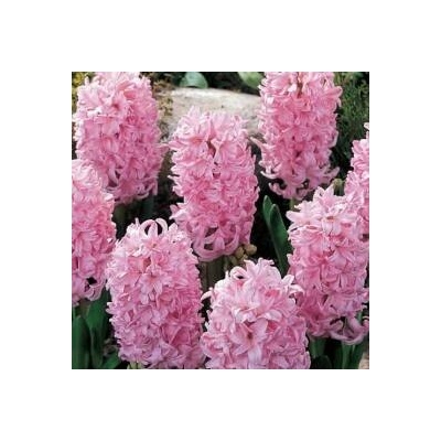 Hyacint Single Pink Surprise