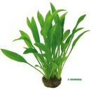 Echinodorus amazonicus