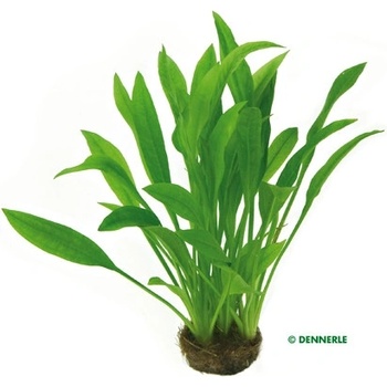 Echinodorus amazonicus