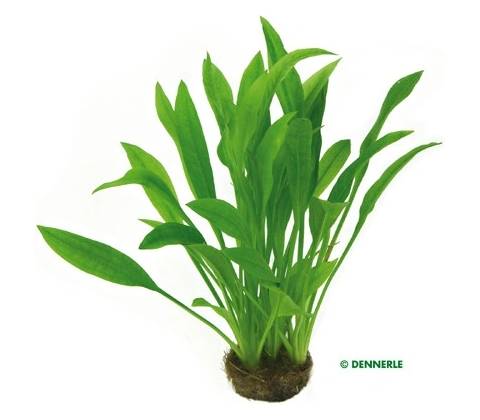 Echinodorus amazonicus
